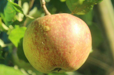 Altmärker Goldrenette