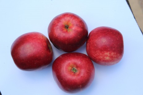 Angeliter Herrenapfel