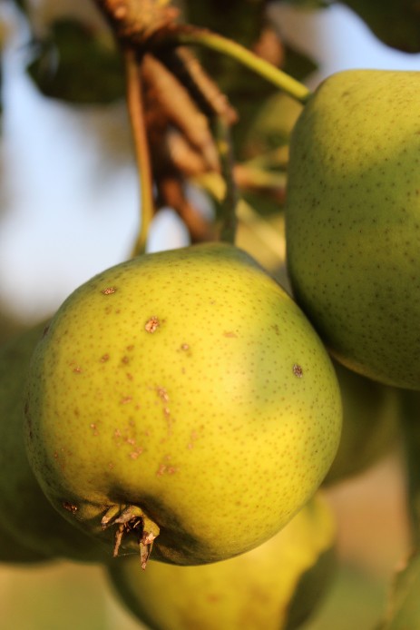 Bergamotte Frau Faust