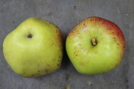 Bliedersdorfer Renette