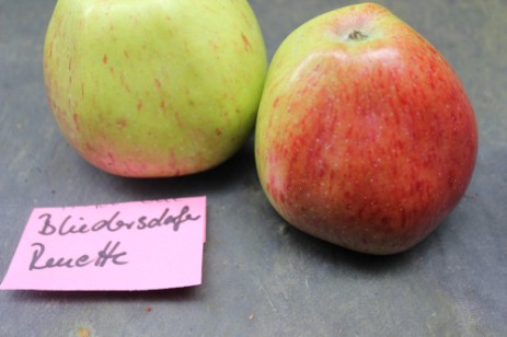 Bliedersdorfer Renette