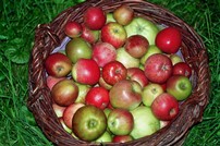 Probierpaket 10 Äpfel in versch. Sorten Bio Ware