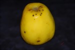 Glockenapfel (1 kg)